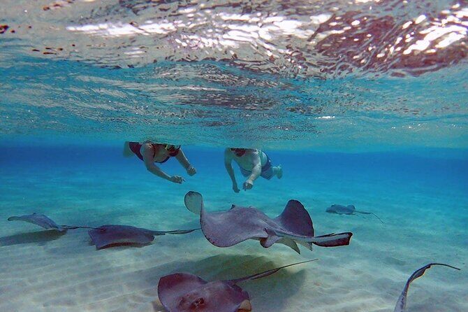 4-Stop Stingray, Snorkel, Star Fish & 7 Mile Beach (Family Owned) - Key highlights to know before you go