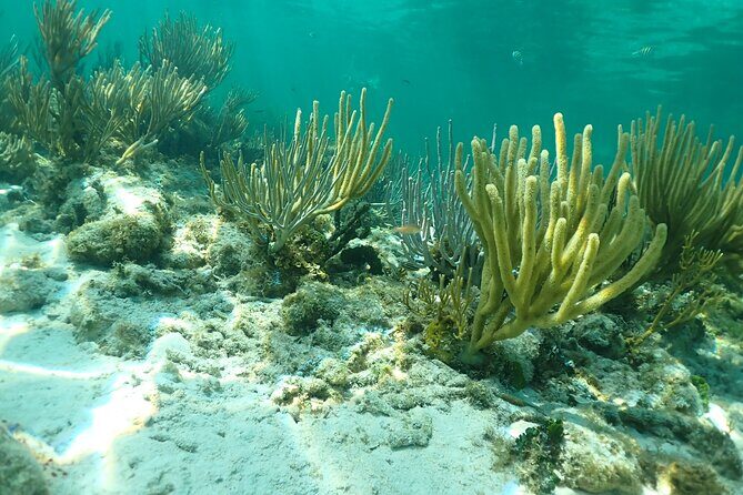 4-Stop Stingray, Snorkel, Star Fish & 7 Mile Beach (Family Owned) - The hotel pickup and boat ride: how this day runs in real life