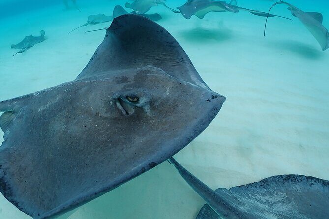 4-Stop Stingray, Snorkel, Star Fish & 7 Mile Beach (Family Owned) - Starfish Point: a short crossing and a calmer pause