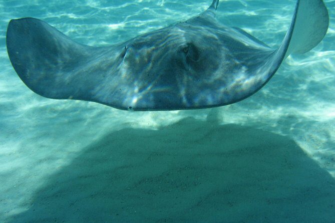 4-Stop Stingray, Snorkel, Star Fish & 7 Mile Beach (Family Owned) - Who should book this tour (and who should think twice)
