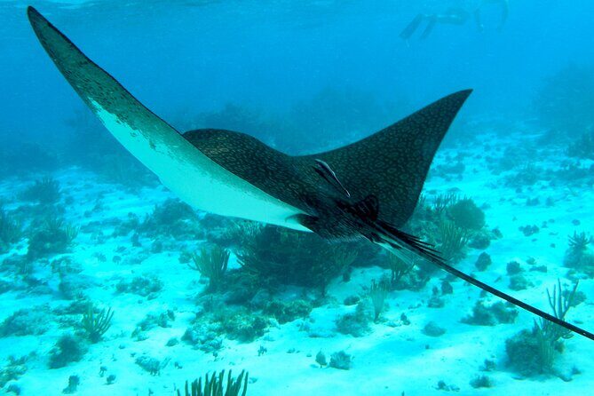 4 Stops Tour: Stingray, Snorkeling, Starfish & 7 Mile Beach - Key things to know before you go