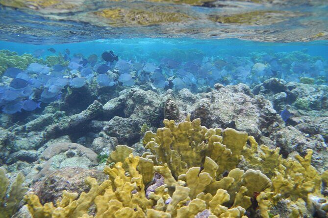 4 Stops Tour: Stingray, Snorkeling, Starfish & 7 Mile Beach - Price and Logistics: What Your $60 Actually Covers