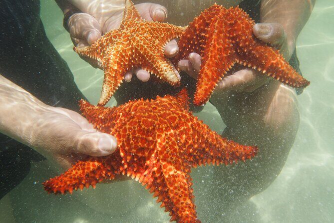 4 Stops Tour: Stingray, Snorkeling, Starfish & 7 Mile Beach - Stop 2: Starfish Point for a Close Look at the Shallows