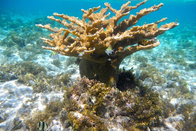 4 Stops Tour: Stingray, Snorkeling, Starfish & 7 Mile Beach - Stop 3: Coral Gardens Snorkeling Without the Guesswork
