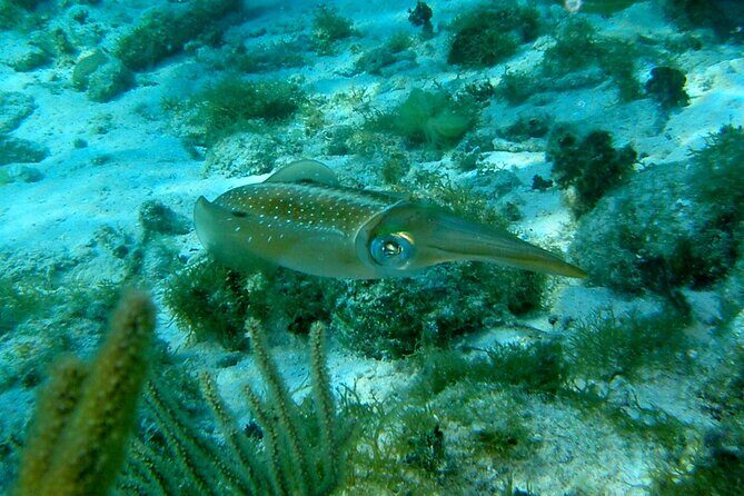 4 Stops Tour: Stingray, Snorkeling, Starfish & 7 Mile Beach - Stop 4: 7 Mile Beach for Real Relax Time