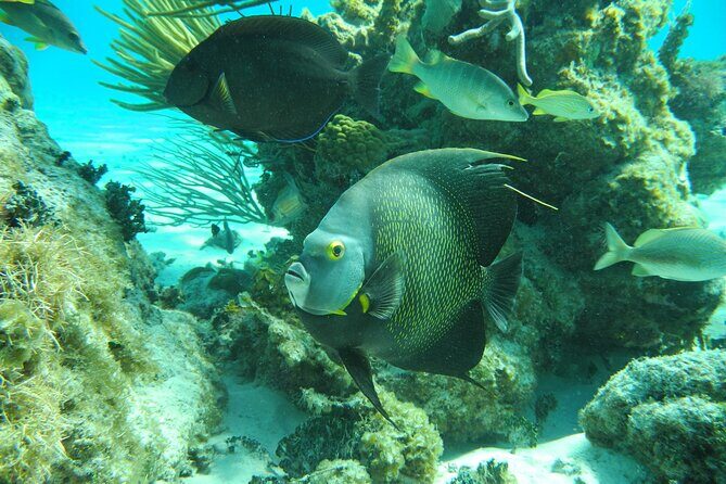 4 Stops Tour: Stingray, Snorkeling, Starfish & 7 Mile Beach - What’s Included, What’s Missing, and What to Pack
