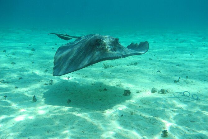 4 Stops Tour: Stingray, Snorkeling, Starfish & 7 Mile Beach - Small Group Energy: Why the Pace Feels Good