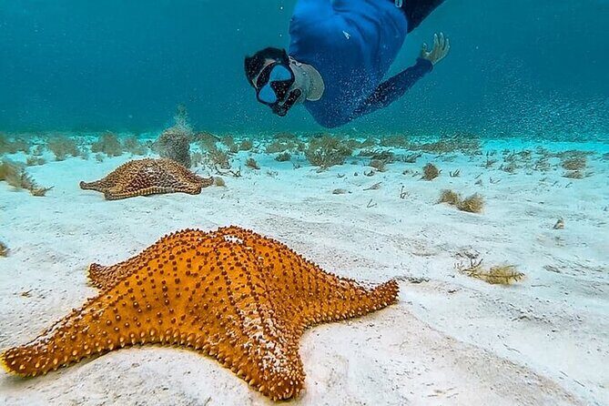 Cayman Combo Tour: Stingrays, Starfish Point and Crystal Caves - Stop 1: Stingray City snorkeling—how to get the most out of it
