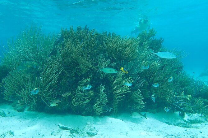 (Family owned) Stingray city sandbar, Starfish Beach & Snorkeling - Key points to know before you go
