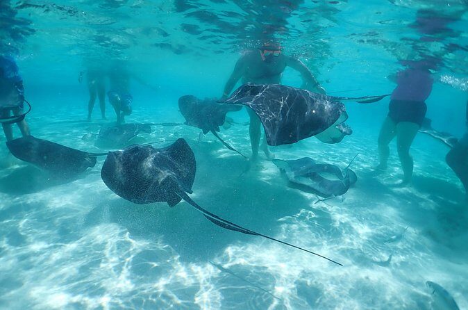 (Family owned) Stingray city sandbar, Starfish Beach & Snorkeling - Stingray City sandbar: the main event (and why the guiding matters)