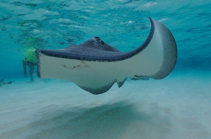 (Family owned) Stingray city sandbar, Starfish Beach & Snorkeling - Boat ride and crew energy: the difference between chaotic and smooth