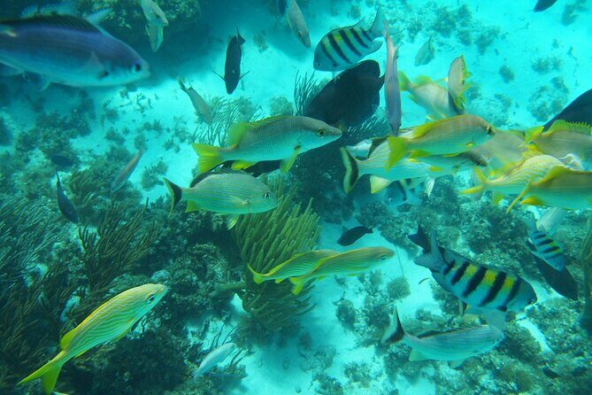 Full-Day Private Stingray City Snorkeling and Starfish Beach Tour - Stop 2: Stingray City for about an hour of real interaction