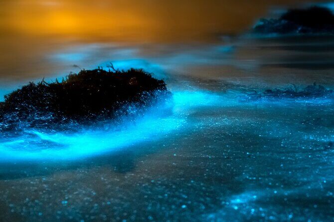 Grand Cayman Bioluminescence Adventure - Timing, moon phases, and why you should plan with flexibility