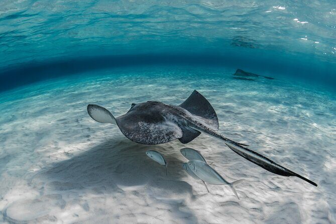 Grand Cayman Stingray City and Reef Snorkeling Combo Tour - What’s included for $89: the value math that actually matters