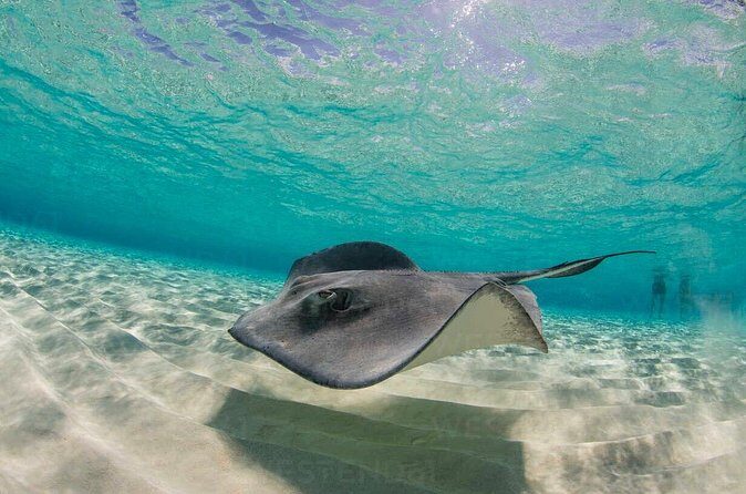 Grand Cayman Stingray City and Reef Snorkeling Combo Tour - Price and logistics: why this combo can be a smart cruise-day choice