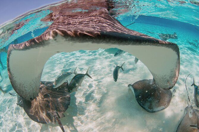 Private Boat Charter Snorkeling Stingray City or Bio Bay - Price and value for a group of up to 7