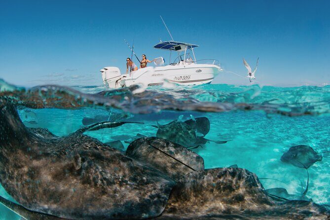 Private Boat Charter Snorkeling Stingray City or Bio Bay - Stingray City: how the captain helps you feel comfortable
