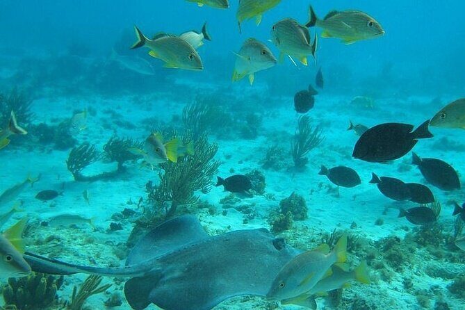Private Full Day Charter - Stingray City, Starfish Point, Kaibo & Snorkeling - Stingray City: the classic up-close experience