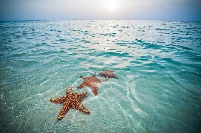 Private Full Day Charter - Stingray City, Starfish Point, Kaibo & Snorkeling - Snorkeling in 12–15 feet: what you should expect