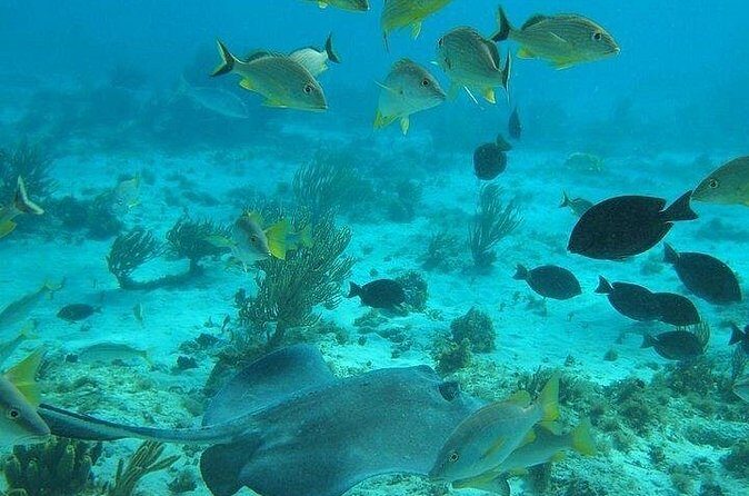 Private Full Day Charter - Stingray City, Starfish Point, Kaibo & Snorkeling - Timing, meeting point, and how to plan your day