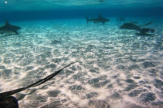 Private Full Day Charter - Stingray City, Starfish Point, Kaibo & Snorkeling - What’s included vs. what you’ll pay for yourself