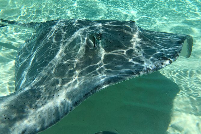 Private FullDay Stingray City, Snorkeling, Kaibo Bar & Grill and Starfish Beach - Yacht Club start: safety briefing, waivers, and choosing your flow