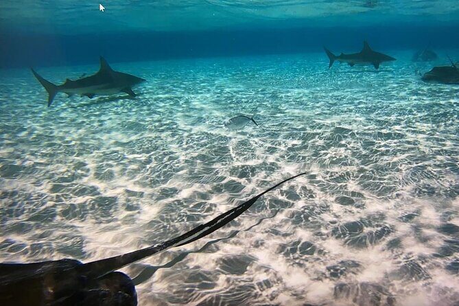 Private Half-Day Charter to Stingray City, Starfish Point and Snorkeling Tour - Key Highlights Worth Booking