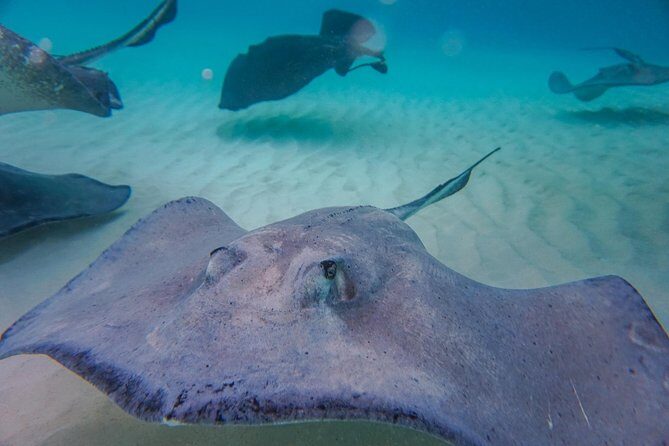 Private, luxury, custom charters to Stingray City, Snorkeling & More - Price and Value for a Group Up to 8