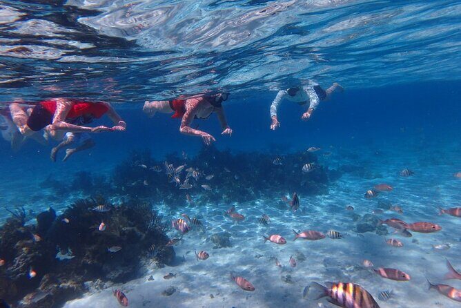 Private Tour to Stingray City & Snorkeling at Coral Gardens - Stingray City on the sandbar: feeding, petting, and staying relaxed