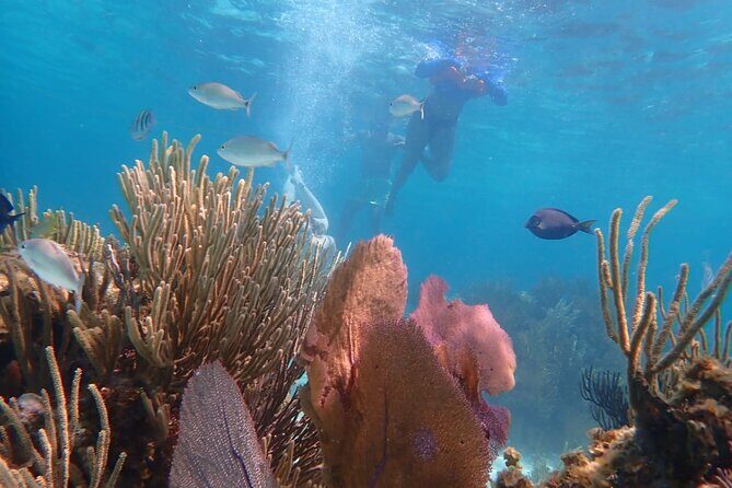 Private Tour to Stingray City & Snorkeling at Coral Gardens - Where you meet in West Bay (and why that’s handy)