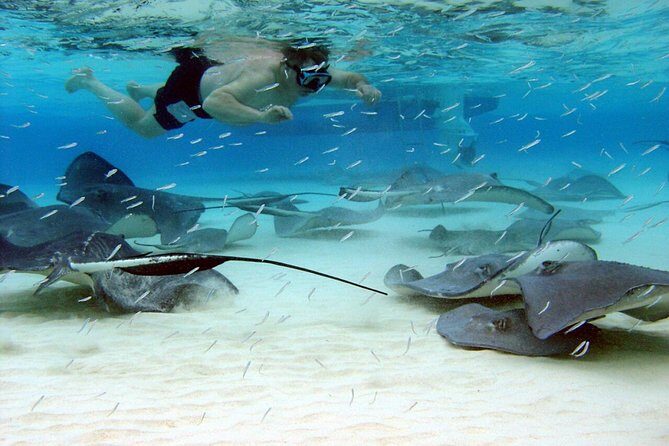 Starfish Point, Stingray City & Coral Garden (3-STOP Adventure) - Key points you’ll care about
