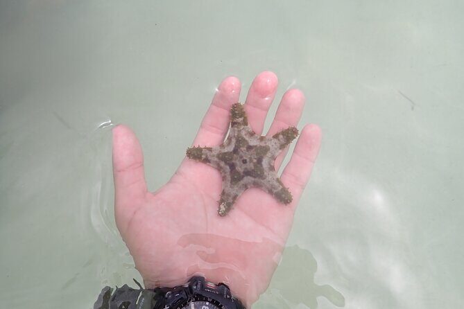 Starfish Point, Stingray City & Coral Garden (3-STOP Adventure) - Boat comfort, transfers, and group size (max 35)