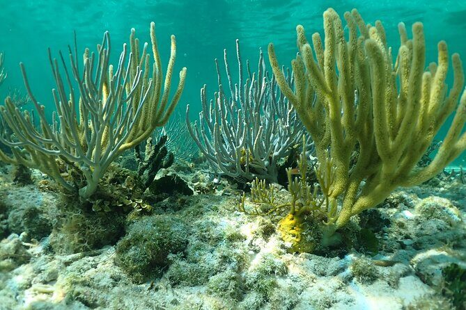 Starfish Point, Stingray City & Coral Garden (3-STOP Adventure) - Who this tour is best for