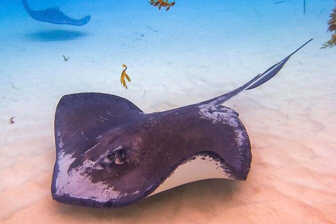 Stingray City and Seven Mile Beach Adventure Tour - Key highlights you’ll actually notice