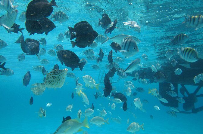 Stingray City Experience Plus One Snorkeling Stop - Pickup and timing: how to avoid the most common day-of stress