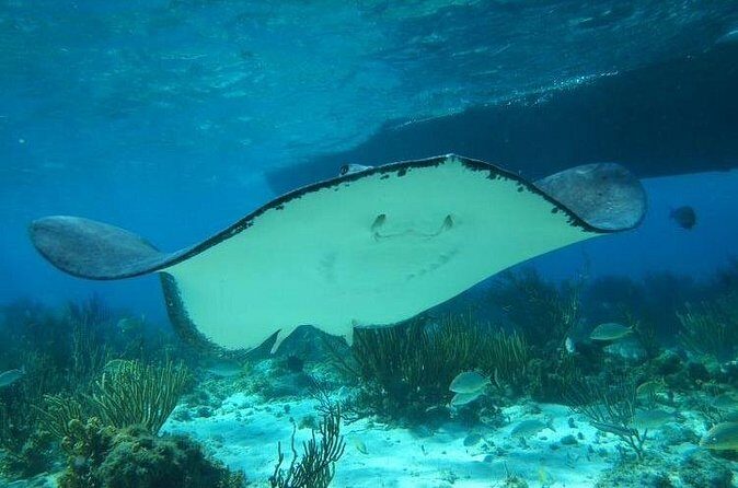 Stingray City Experience Plus One Snorkeling Stop - Safety, sea conditions, and who this fits best