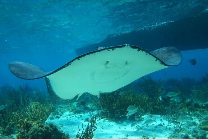Stingray City Experience Plus One Snorkeling Stop - Who should book Captain Marvins Stingray City + one snorkeling stop