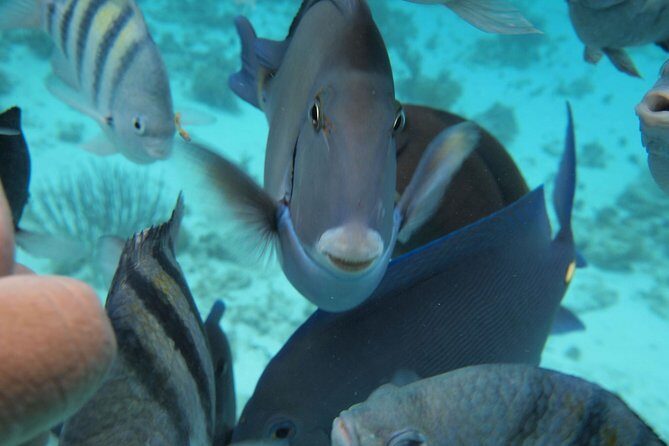 Stingray City Experience Plus Two Snorkeling Stops on Grand Cayman - Key highlights worth planning for